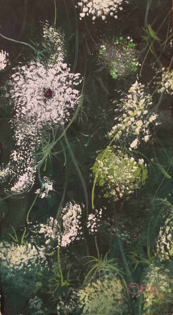 Queen Anne's Lace