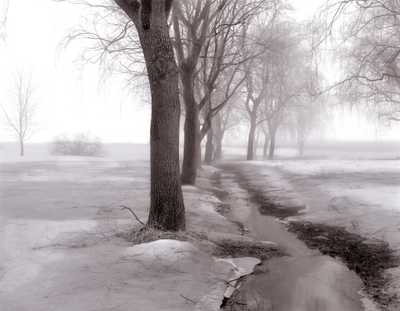 Row of Willows - John Lehet