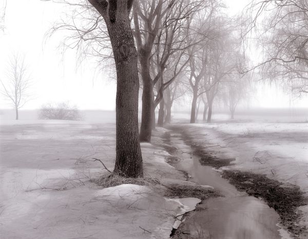 Row of Willows