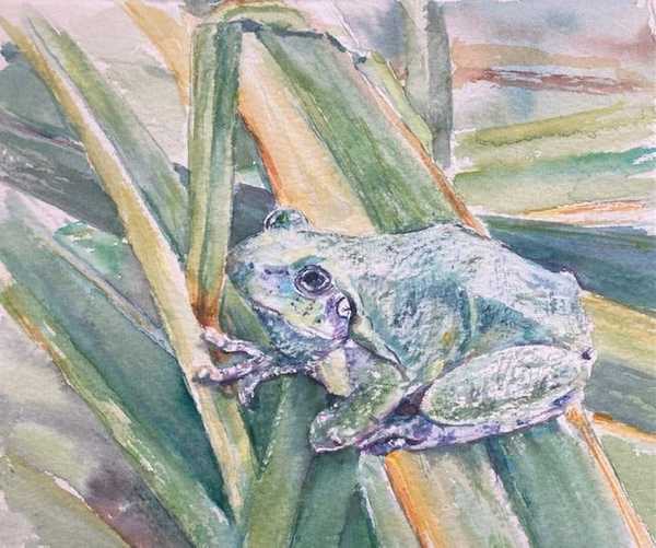 Frog, Lyme, NH by Kit Farnsworth