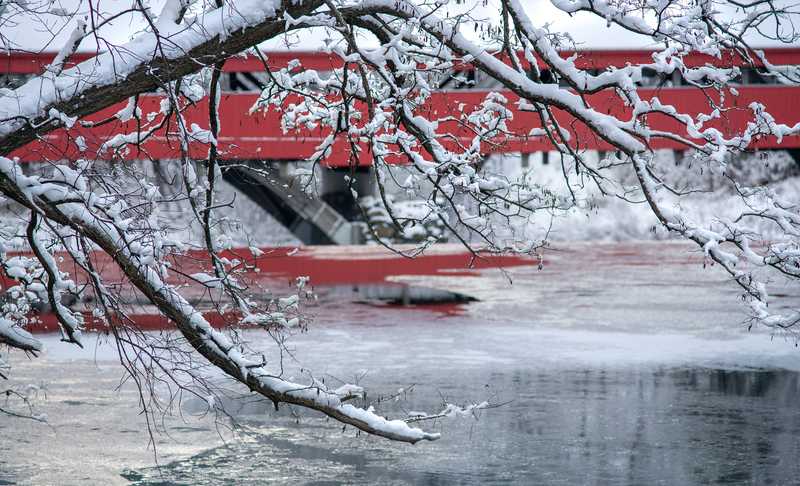 Snowy Tree, Covered Bridge Behind - John Lehet