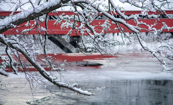 Snowy Tree, Covered Bridge Behind - John Lehet