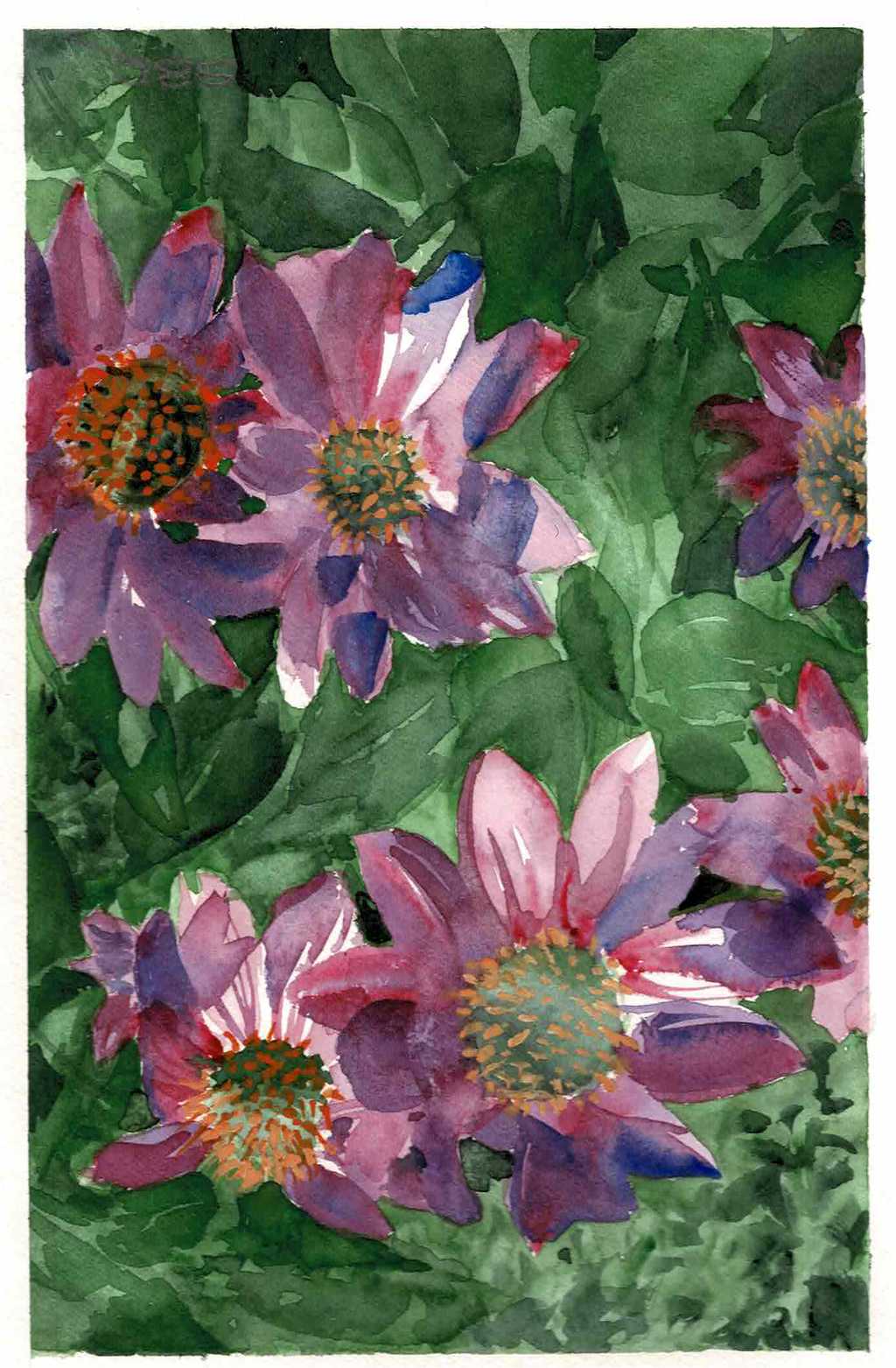 Echinacea