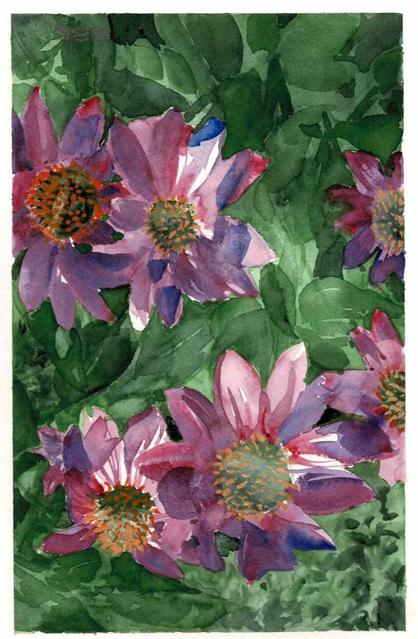 Echinacea