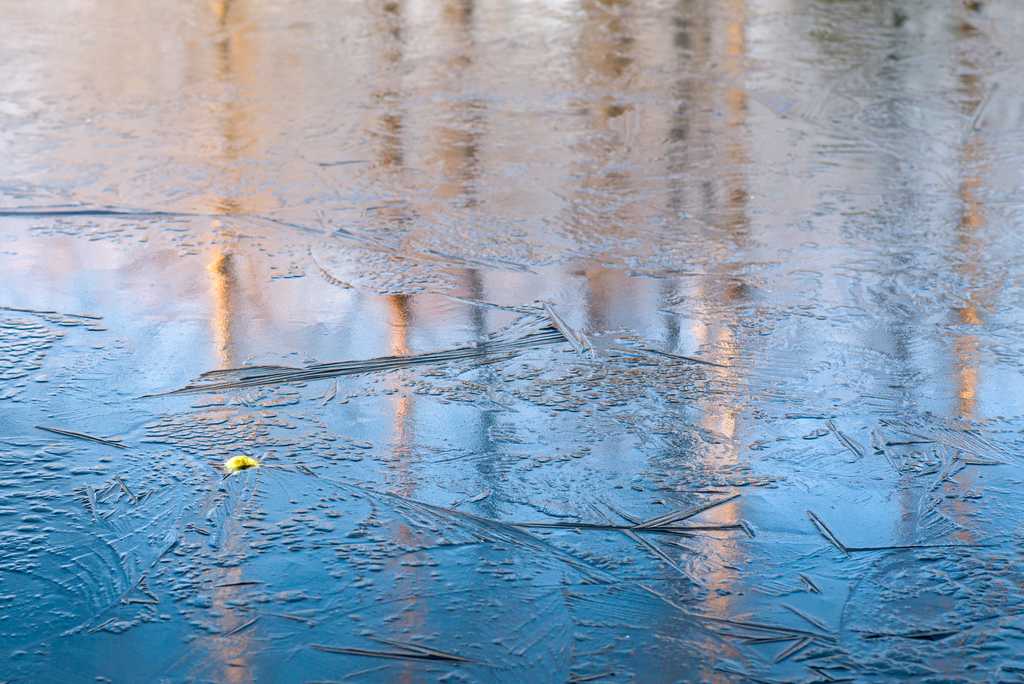 Apple in New Ice, Birch Reflections Dawn