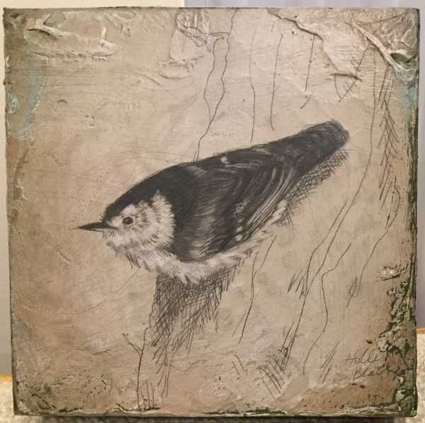 White-Breasted Nuthatch