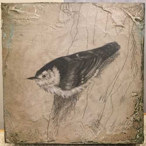 White-Breasted Nuthatch