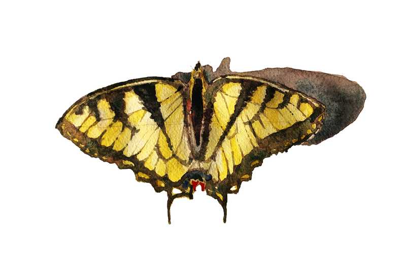 Tiger Swallowtail by Erik Barth