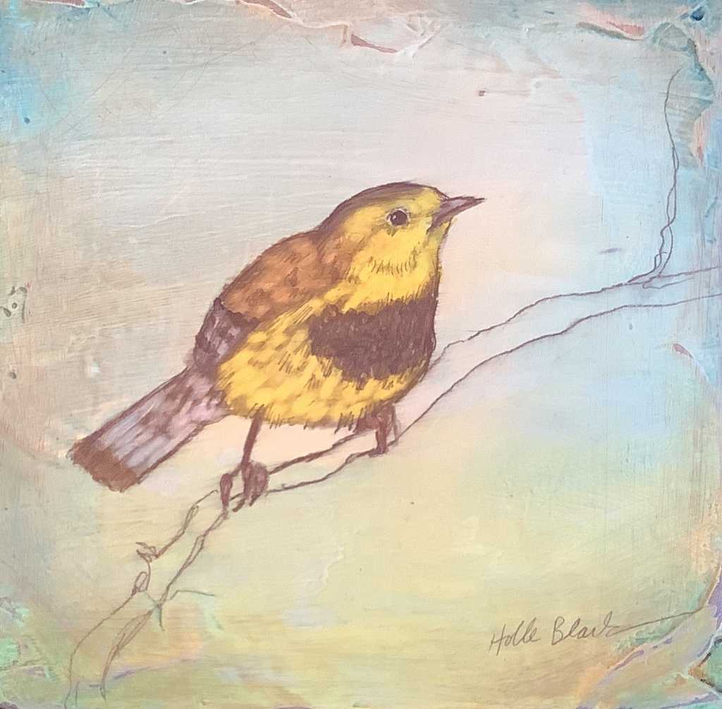 Bachman's Warbler