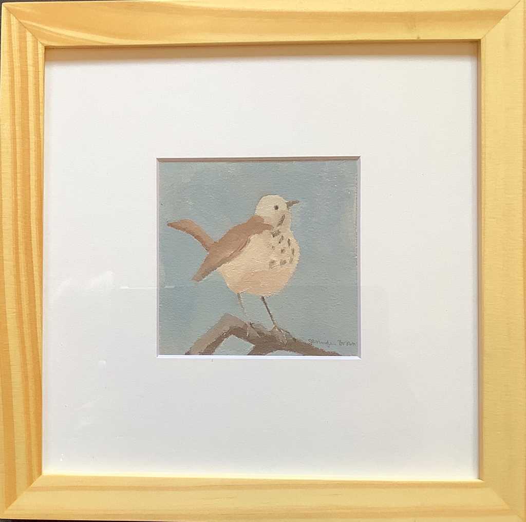 Hermit Thrush