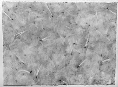 Milkweed #6