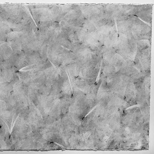 Milkweed #6