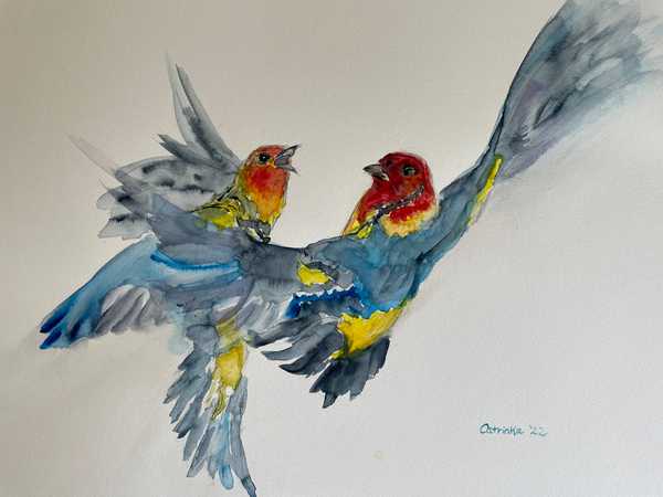 Takes Two to Tango:  Western Tanagers, by Catrinka Randall