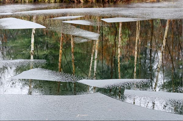 New Ice and Tree Reflections in Rain
