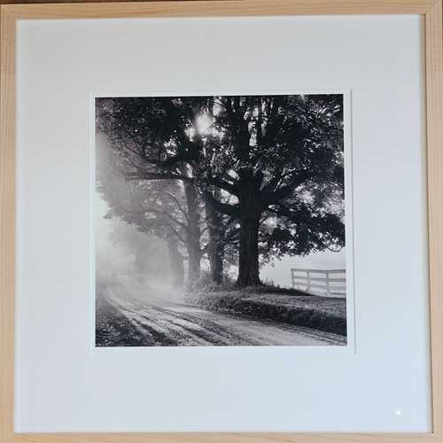 Road Curve, Maples in Fog - John Lehet