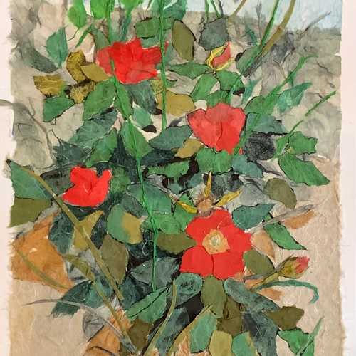 Rosa Rugosa
